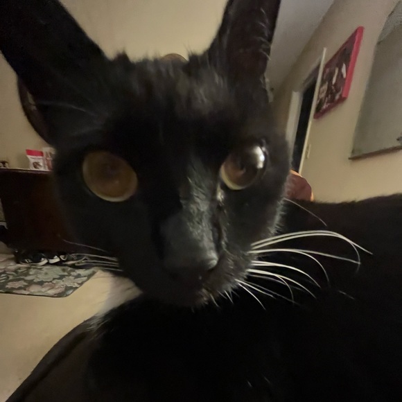 Meet your Posher, Charity - Picture 1 of 1